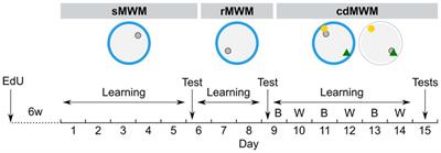 Age-related decline in cognitive flexibility is associated with the levels of hippocampal neurogenesis